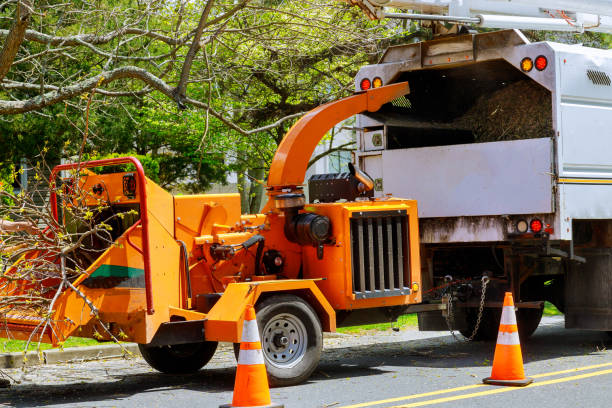 Best Arborist Services Near Me  in Pontiac, MI